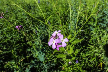 Bahçedeki güzel çiçekler