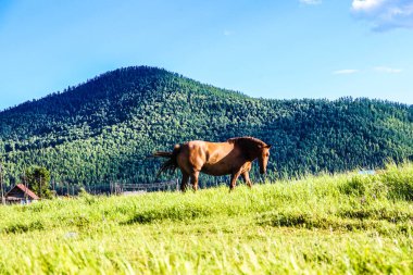 Yeşil alanda güzel bir at