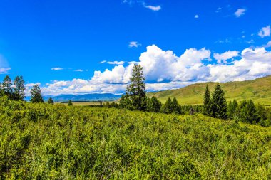 Ormanın güzel manzarası