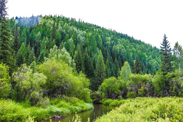 Dağlardaki yeşil ormanların arasında nehir, Sibirya, Altai dağları, Rusya.