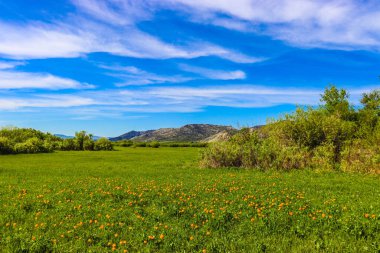 Çiçek tarlası olan güzel bir manzara