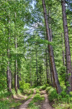 Ormanın içinde güzel bir ağaç ve yeşil bir orman var.