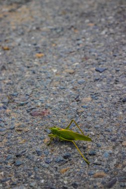 Çekirge taşın üstünde