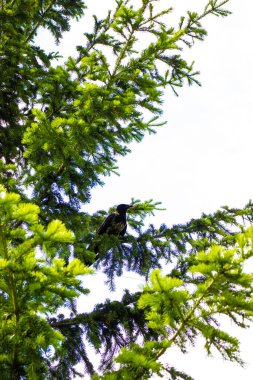 a crow sits on a branch