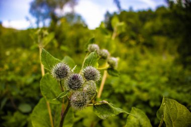 Güzel botanik fotoğrafı, doğal duvar kağıdı.