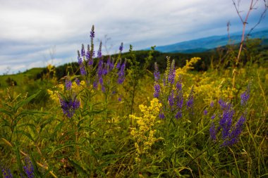 Mor çiçekler ve yeşil çimenler.