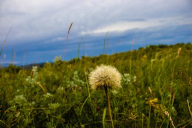 Bulanık bir geçmişi olan güzel bir karahindiba görüntüsü.
