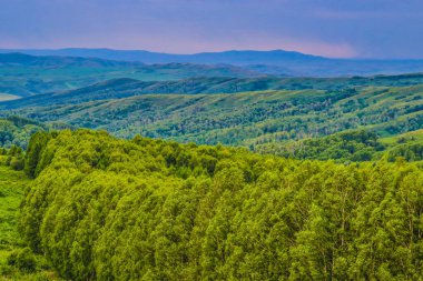 Ormanda yeşil ağaçlar.