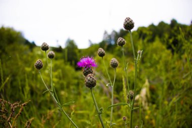 Güzel botanik fotoğrafı, doğal duvar kağıdı.