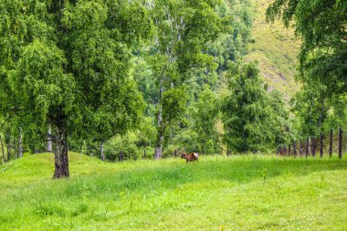 Tre ile yeşil çayır güzel bir manzara