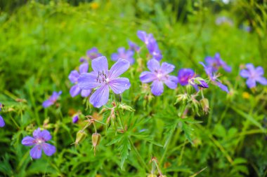 Bahçedeki güzel çiçekler