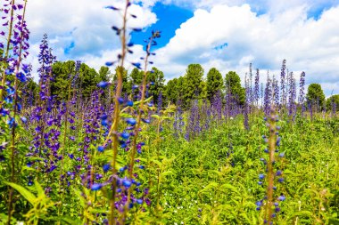 Tarladaki güzel çiçekler