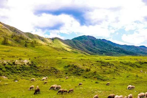 Dağlarda dağları olan güzel bir manzara.