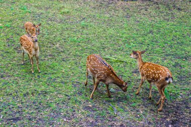 Ormanda genç bir geyik.