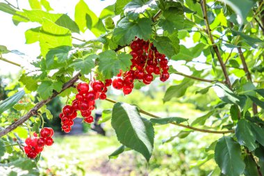 Bahçede frenk üzümü var.