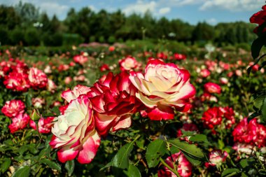 Bahçedeki güzel güller
