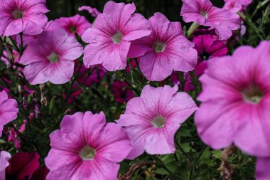 Bahçedeki güzel pembe çiçek