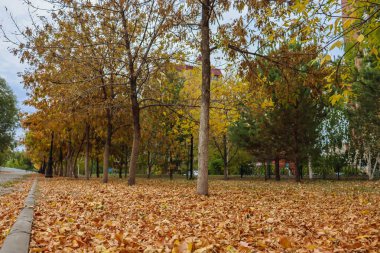 Sonbahar şehrindeki güzel park