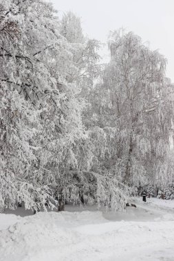 Kar - kar yağdıktan sonra parktaki ağaçlar.