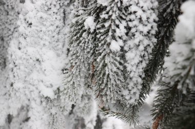 Ormandaki ağaç dalları kar kaplı