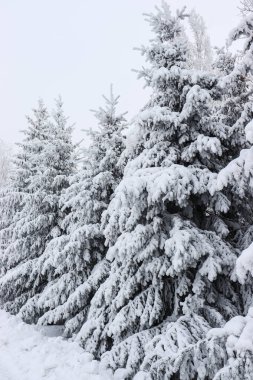 çam ağaçları ile güzel kış manzarası