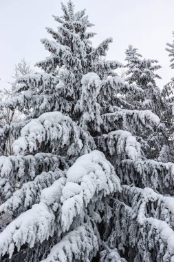 Ormanda karla kaplı çam ağaçları