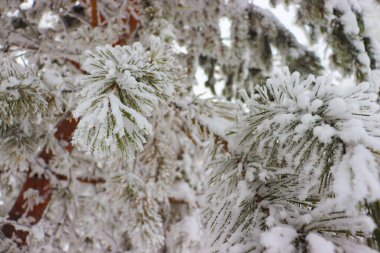 Ormanda karla kaplı çam ağaçları