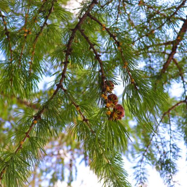 Yeşil yapraklı bir çam ağacının yakın plan fotoğrafı.