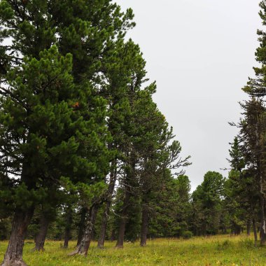 çam ormanı içinde yaz