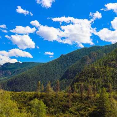 Arka planda orman olan güzel bir manzara.