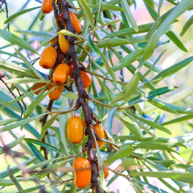 Bahçedeki bir çalılıkta olgun portakal meyveleri. Kapat..