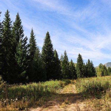 Dağlardaki ormanın güzel manzarası