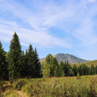 Dağ ormanı olan bir manzara