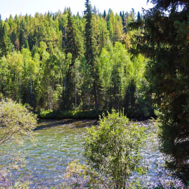 Güzel nehir ve orman