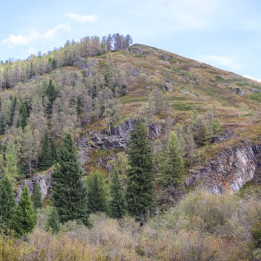 Ormanlı dağ manzarası