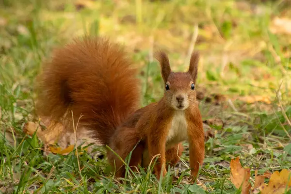 red squirrel with a bushy tail looking at the camera