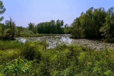 Kuzey İtalya 'da, çeşitli türler ve diğer hayvanlar için ideal bir yaşam alanı olan korunan bir doğa vahasında, güneşin altında bir gölet.
