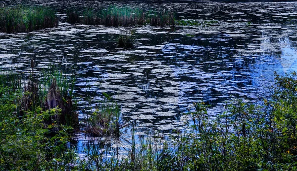 北イタリアの保護された自然のオアシスの太陽の下の池は 様々な種や他の動物の鳥のための理想的な生息地を提供します — ストック写真