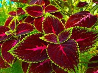 Yeşil benekli kestane yapraklı bitki.