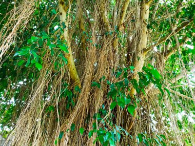 Gün boyunca banyan ağacı