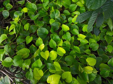 Parlak yeşil yapraklar büyür şafakta