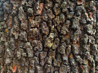 dry tree trunk texture