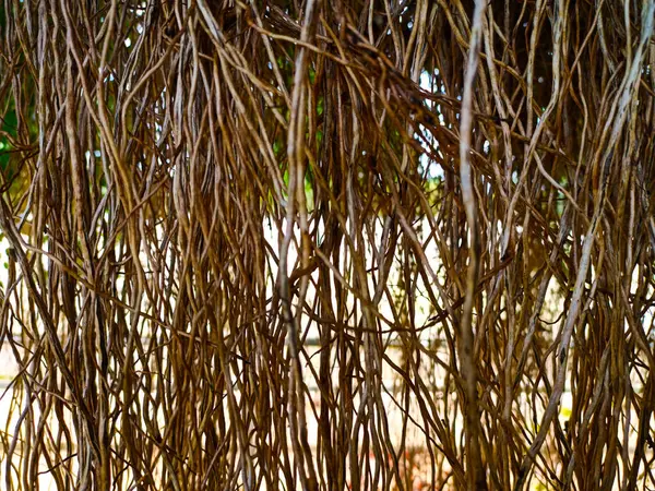 banyan ağacı sallanan kökü