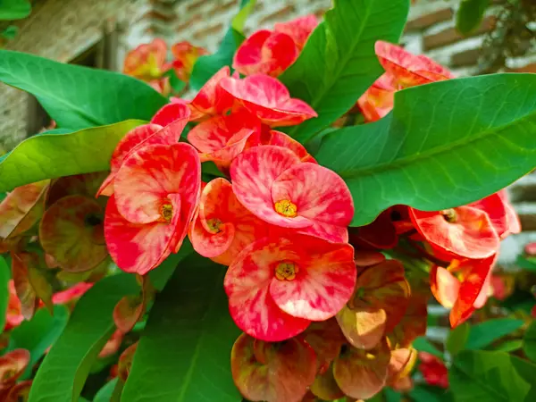 beautiful red flowers during the day