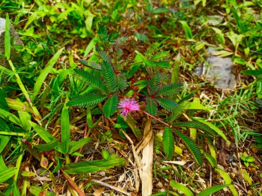 Çiçek açan utangaç prenses