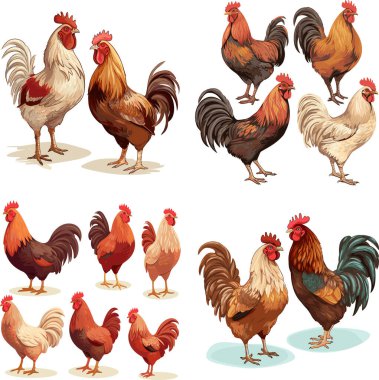 Set of hens and roosters isolated on white background, detailed realistic vector illustration. clipart