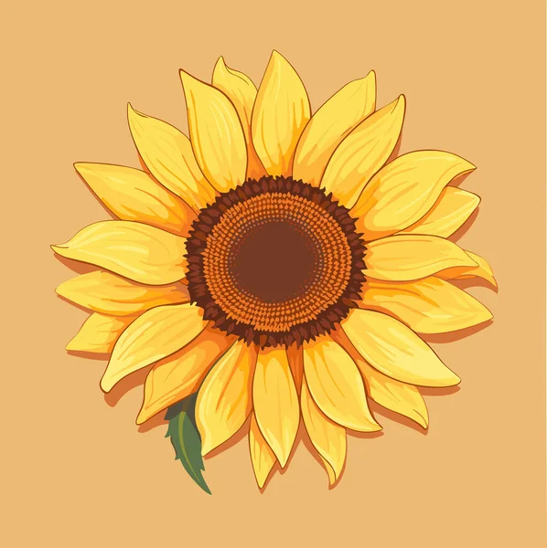 Sunflower Flower Isolated Summer Vector Flat Illustration — Stock Vector