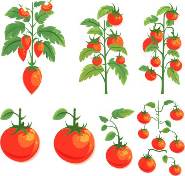 Yapraklı olgun kırmızı domates seti, vektör çizimi.