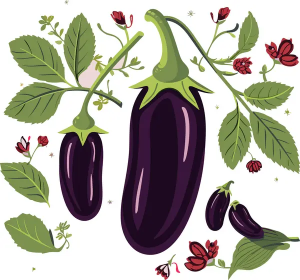 Ripe Juicy Eggplants Vector Illustration — Stock Vector
