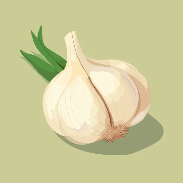Whole Head Garlic Cloves Garlic Vector Illustration — Stock Vector